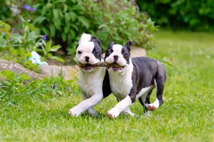 How much does a Boston Terrier puppy cost?