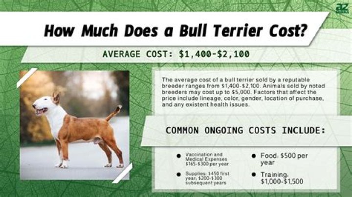 How much does a bull fighting bull cost?