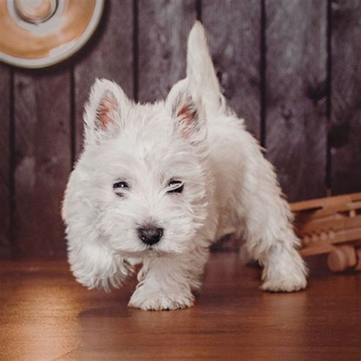 How much does a Westie terrier cost?