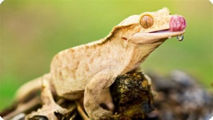 How much does an eyelash crested gecko cost?