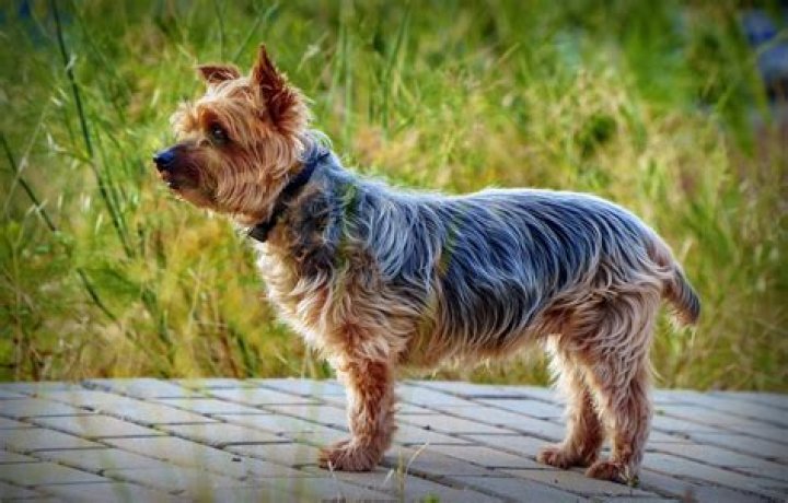 How much does the average Yorkshire Terrier cost?