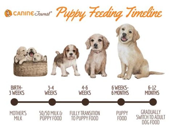 How much should a 5 month old Yorkie eat?