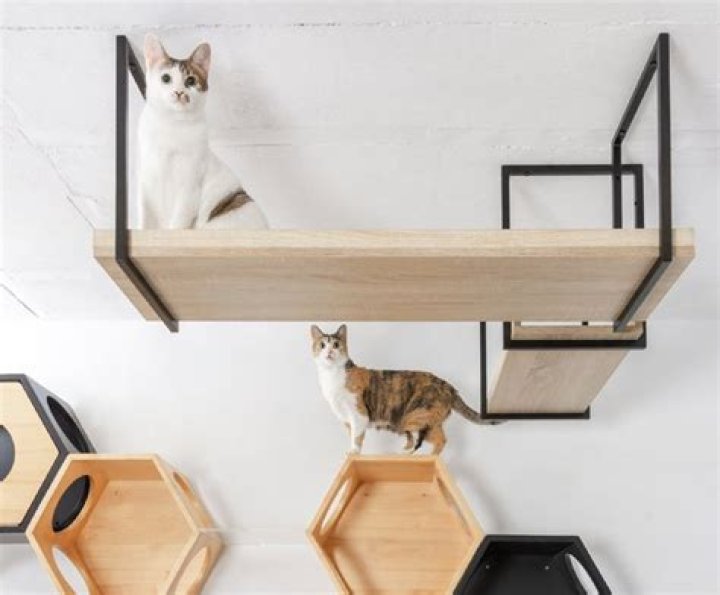 How wide should a cat walkway be?