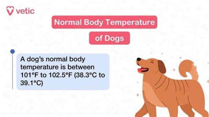 Is 101 normal temp for dogs?