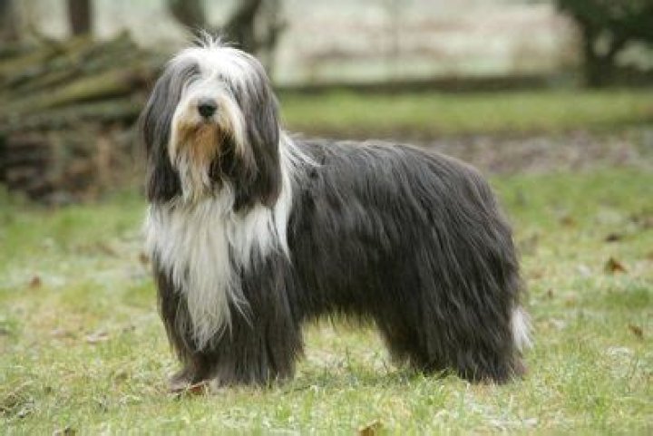 Is a bearded collie a good family dog?