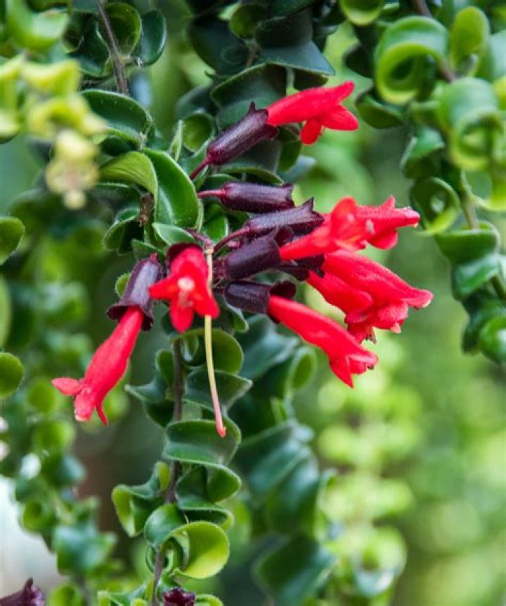 Is a lipstick plant indoor or outdoor?
