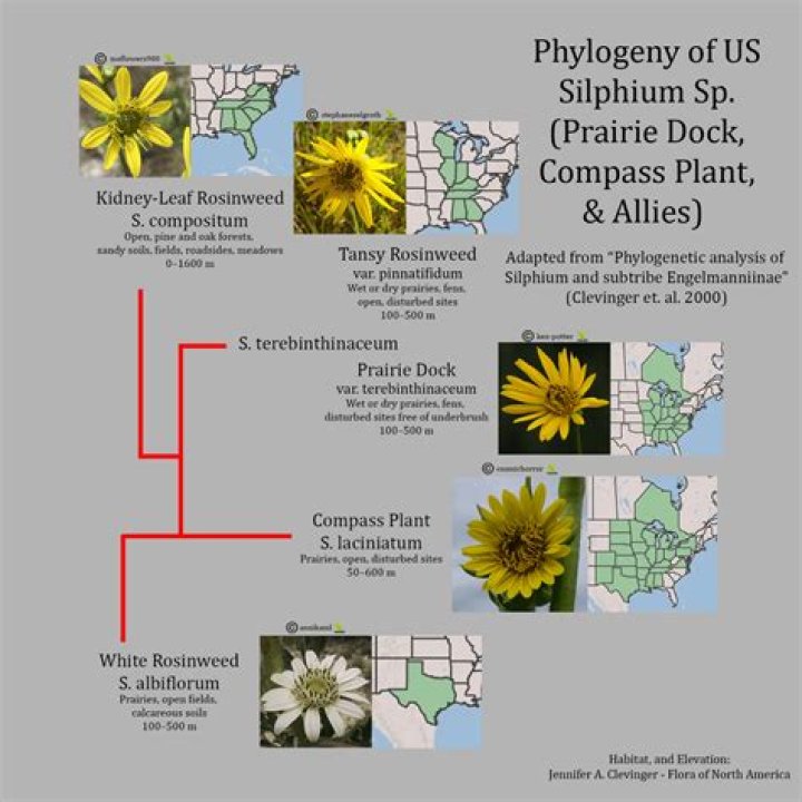 Is compass plant edible?