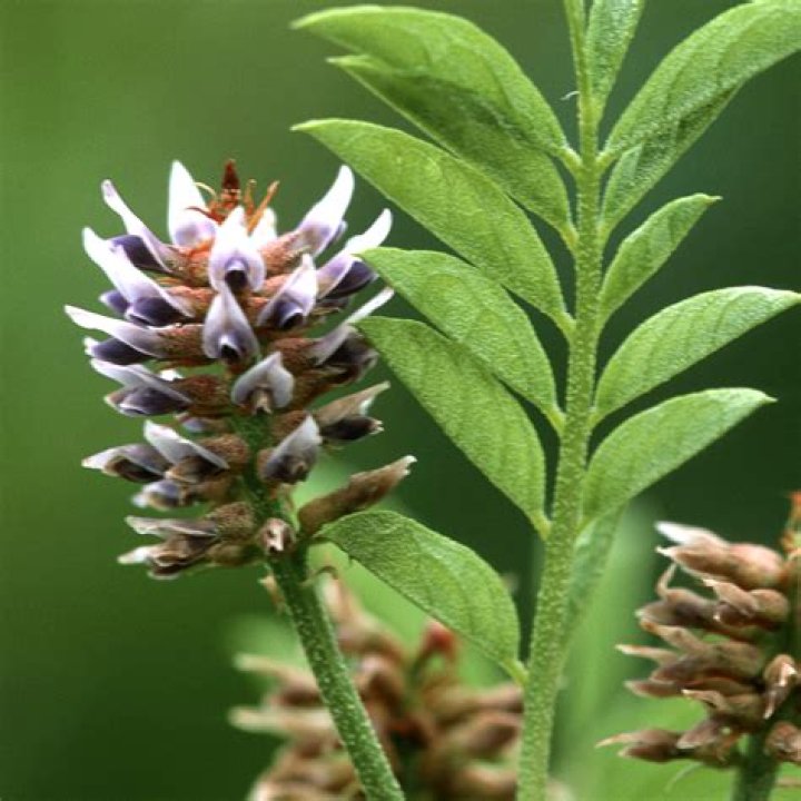 Is Helichrysum licorice edible?