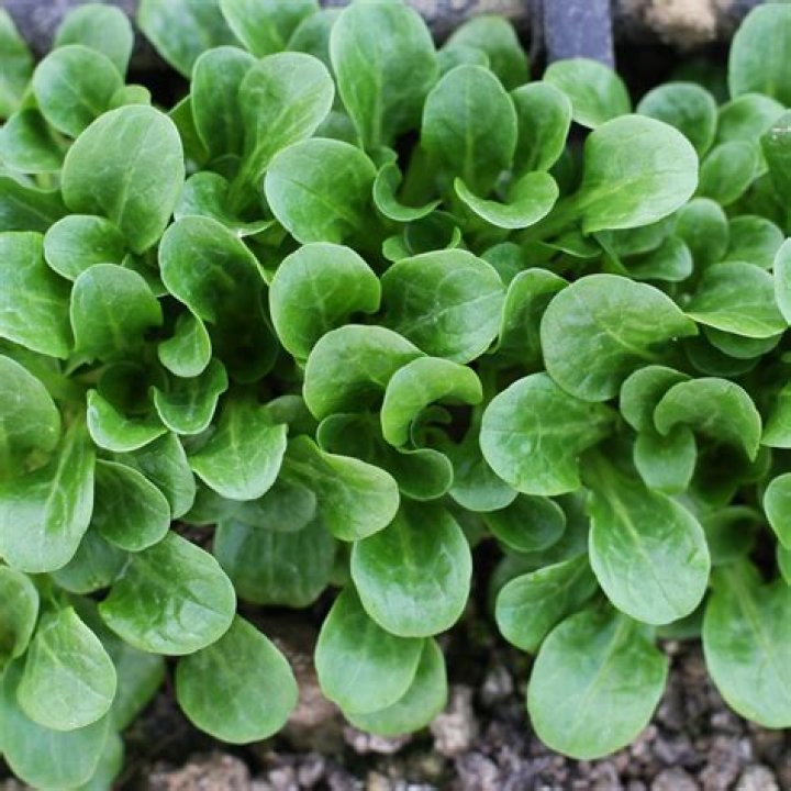 Is mache the same as lambs lettuce?