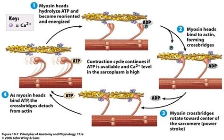 Is myosin powered by ATP hydrolysis?