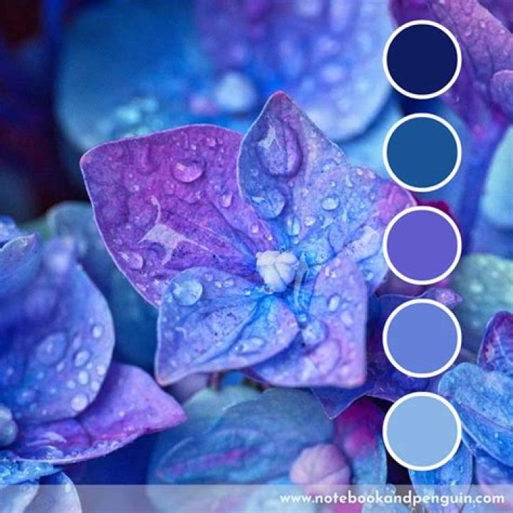 Is Oddish blue or purple?