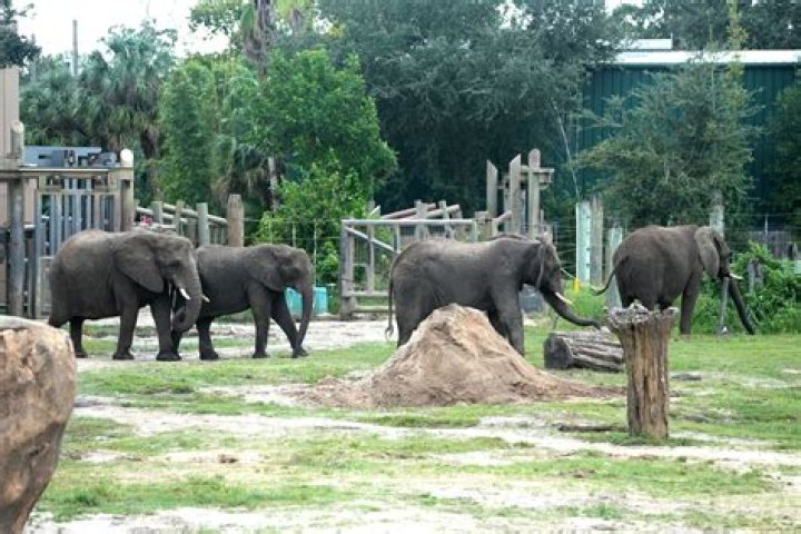 Is Tampa zoo and Busch Gardens the same?