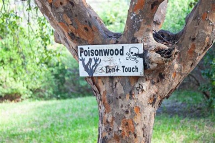 Is the Tabebuia tree poisonous?