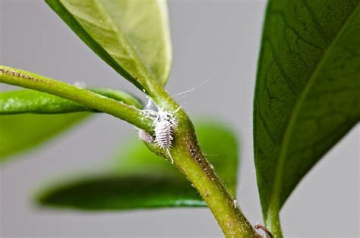 Quels sont les petits insectes blancs sur mes plantes?