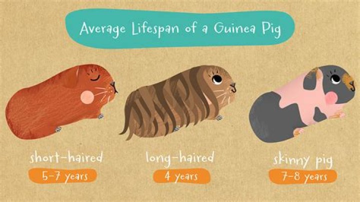 What animal did guinea pigs evolve from?