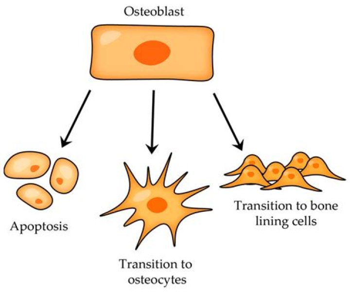 What are osteoblasts and what is their function?