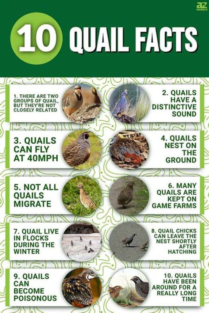 What are some cool facts about quail?