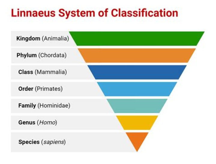 What are the 7 levels of classification for a mountain lion?