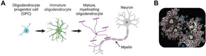 What are the characteristics of oligodendrocytes?