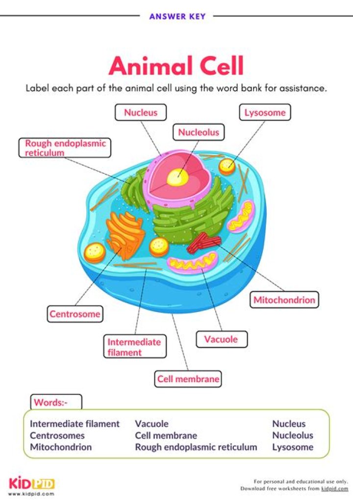 What are the functions of the parts of animal cell?