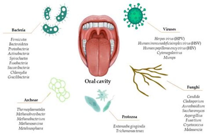 What are the normal flora of the mouth?