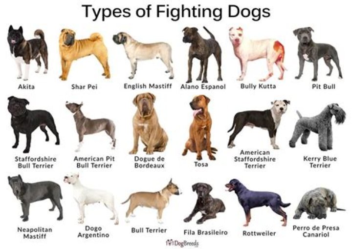 What breeds of dogs were bred for fighting?