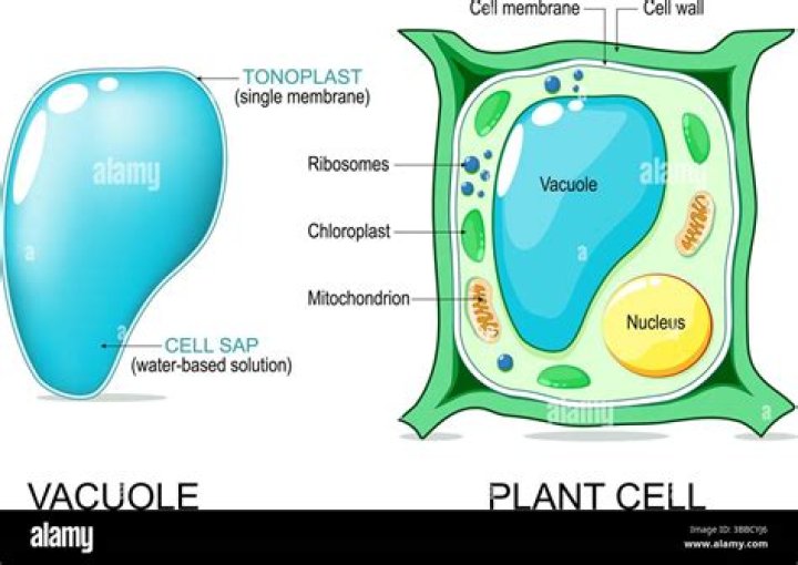 What can be compared to a vacuole?