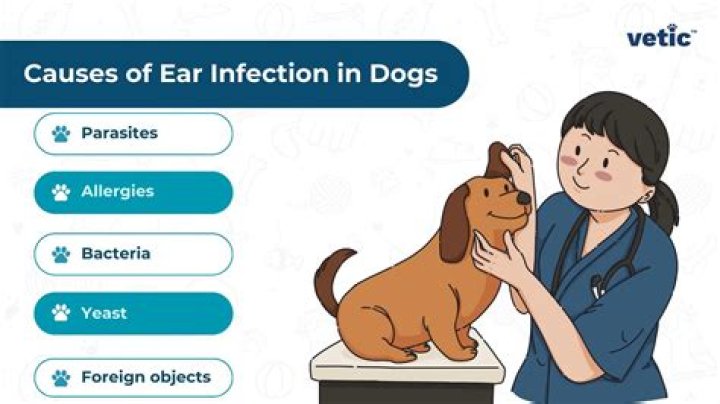 What causes dogs to have chronic ear infections?