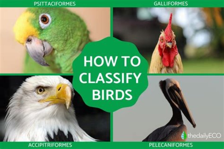 What classifies a bird of prey?