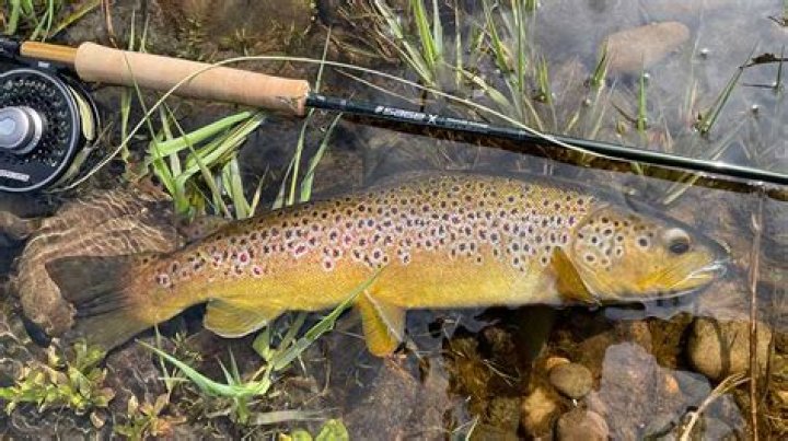 What depth do you troll for brown trout?