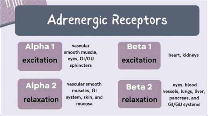 What do alpha 1 adrenoceptors do?