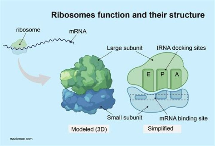 What do ribozymes do?