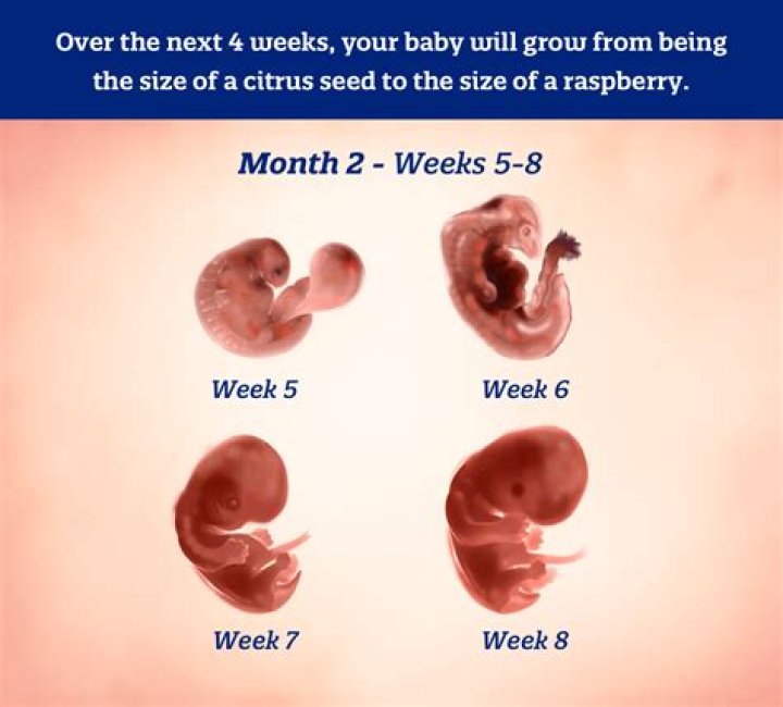What does a baby look like at 12 weeks and 4 days?