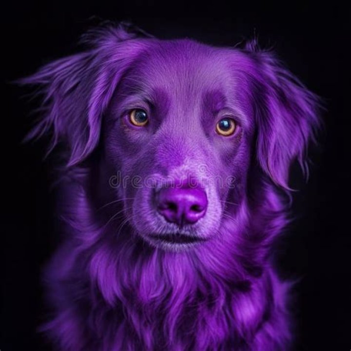 What does a purple dog lead mean?