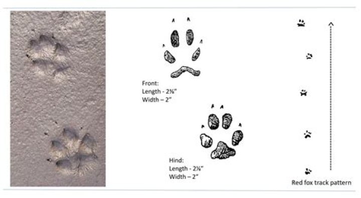 What does a red foxes footprint look like?
