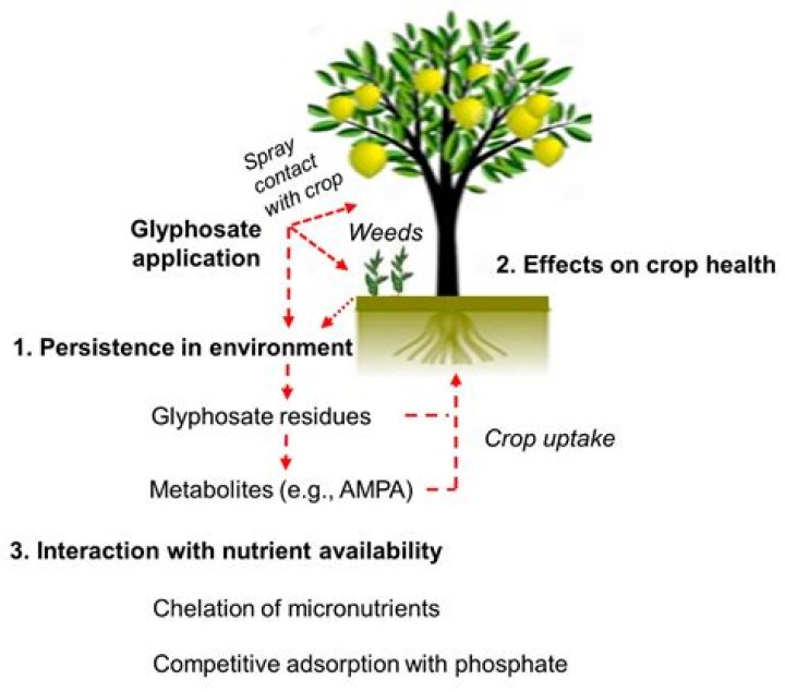 What does glyphosate toxicity do to the body?