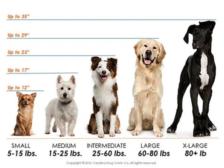 What dogs are under 5 lbs?