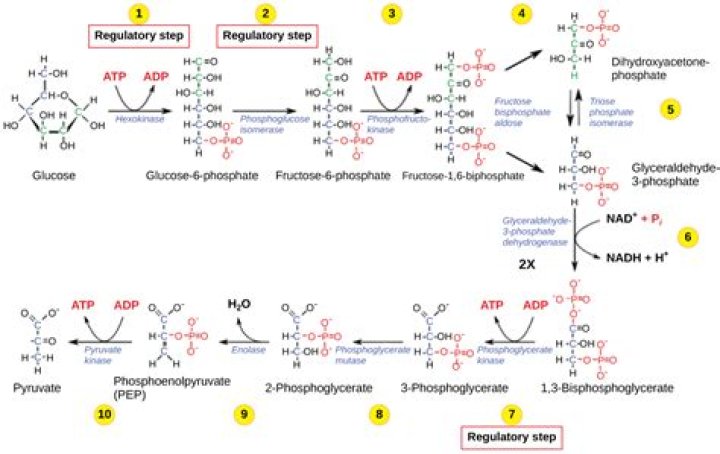 What inhibits hexokinase in glycolysis?