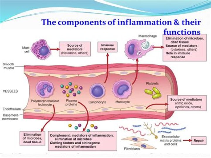 What is a characteristic feature of acute inflammation?