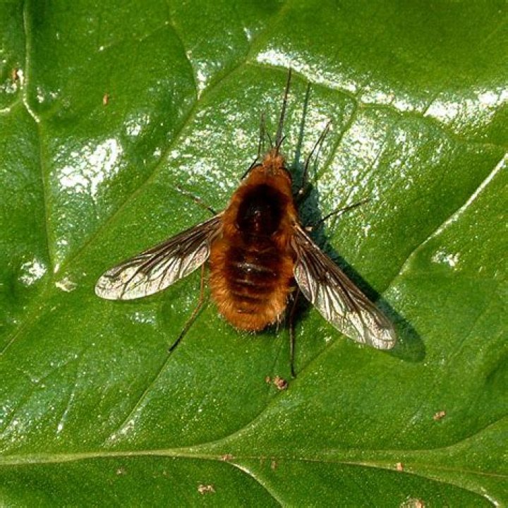 What is a dark-edged bee fly?