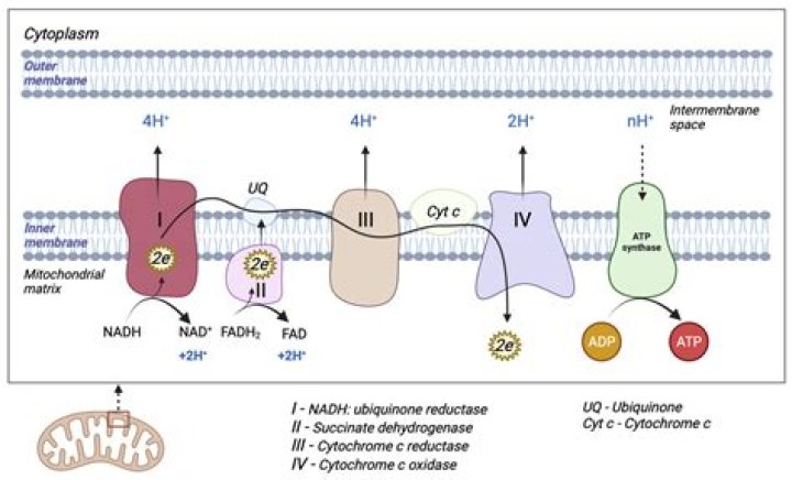 What is a mitochondrial Presequence?