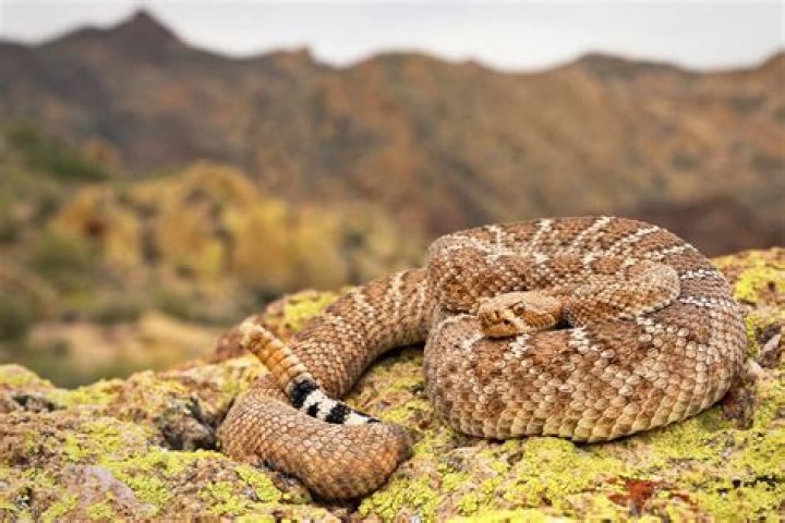 What is a rattlesnakes habitat like?