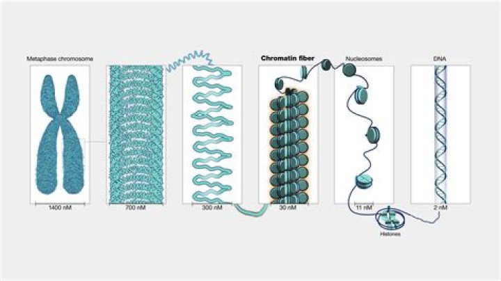 What is a replicated chromatin?