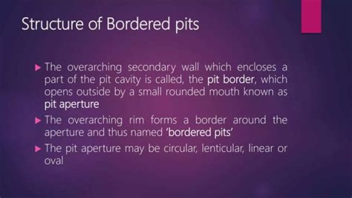 What is bordered pit?
