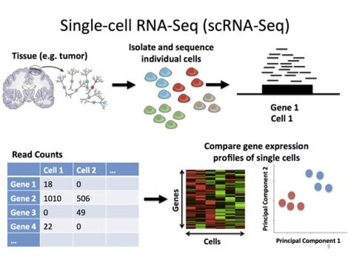 What is edgeR RNA-seq?