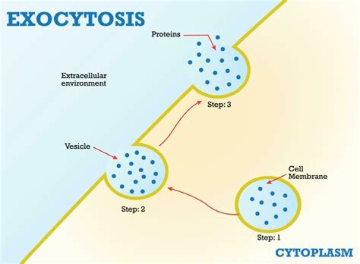 What is meant by endocytosis define?