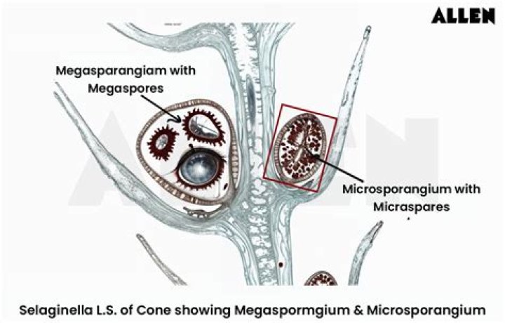 What is microsporangium and megasporangium?