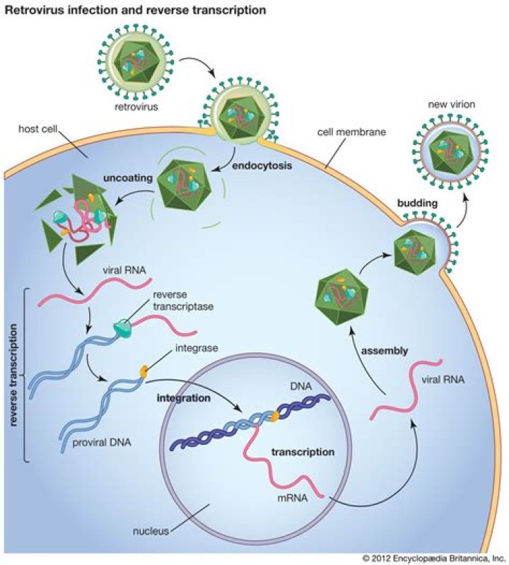 What is reverse transcriptase in viruses?