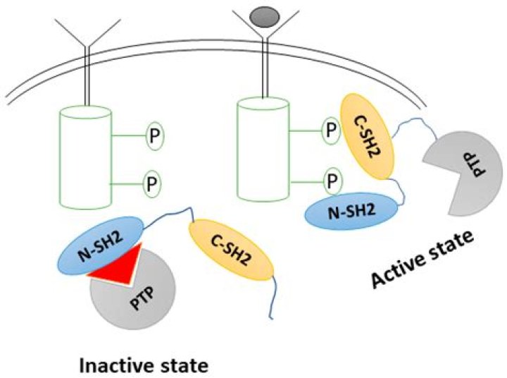 What is SHP-2 PTPN11?