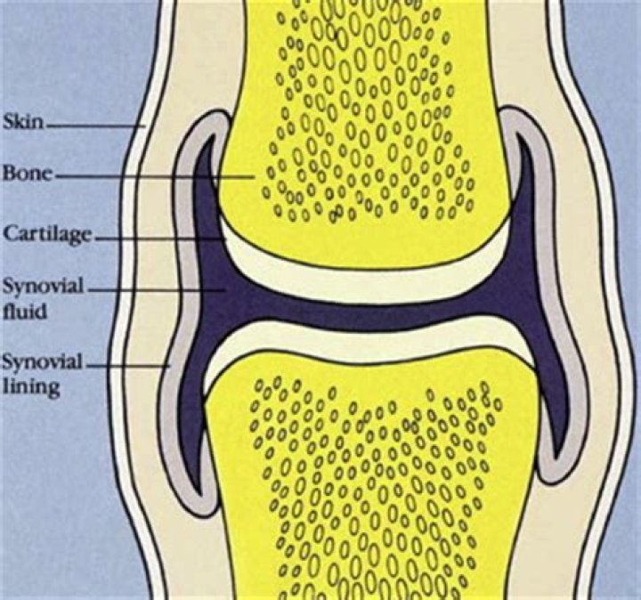 What is synovial fluid in knee?